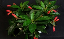 2019 Convention New World Gesneriads in Flower – Fibrous-Rooted Class 17 Gesneria, ×Rhytidoneria