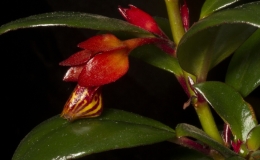 2019 Convention New World Gesneriads in Flower – Fibrous-Rooted Class 18 Nematanthus