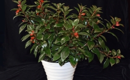 2019 Convention New World Gesneriads in Flower – Fibrous-Rooted Class 18 Nematanthus