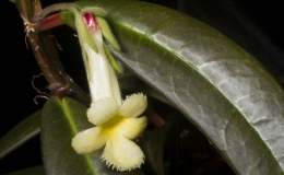 2019 Convention New World Gesneriads in Flower – Fibrous-Rooted Class 19 Other fibrous-rooted gesneriads BEST DRYMONIA