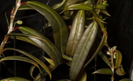 2019 Convention New World Gesneriads in Flower – Fibrous-Rooted Class 19 Other fibrous-rooted gesneriads BEST DRYMONIA