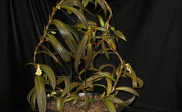 2019 Convention New World Gesneriads in Flower – Fibrous-Rooted Class 19 Other fibrous-rooted gesneriads BEST DRYMONIA