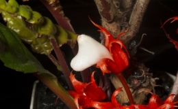 2019 Convention New World Gesneriads in Flower – Fibrous-Rooted Class 19 Other fibrous-rooted gesneriads BEST IN SECTION C – New World Gesneriads in Flower – Fibrous-Rooted BEST SOUTH AMERICAN SPECIES OTHER THAN SINNINGIA OR COLUMNEA