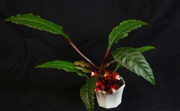2019 Convention New World Gesneriads in Flower – Fibrous-Rooted Class 19 Other fibrous-rooted gesneriads BEST IN SECTION C – New World Gesneriads in Flower – Fibrous-Rooted BEST SOUTH AMERICAN SPECIES OTHER THAN SINNINGIA OR COLUMNEA
