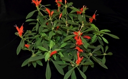 2019 Convention Old World Gesneriads in Flower  Class 20 – Aeschynanthus
