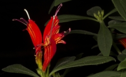 2019 Convention Old World Gesneriads in Flower  Class 20 – Aeschynanthus