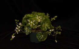 2019 Convention Old World Gesneriads in Flower  Class 23 – Primulina species JUDGES AWARD OF MERIT