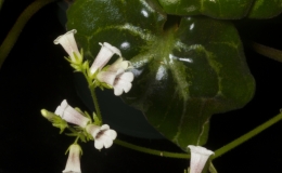 2019 Convention Old World Gesneriads in Flower  Class 23 – Primulina species JUDGES AWARD OF MERIT