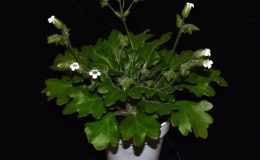 2019 Convention Old World Gesneriads in Flower  Class 23 – Primulina species