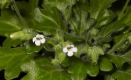2019 Convention Old World Gesneriads in Flower  Class 23 – Primulina species