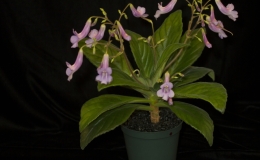 2019 Convention Old World Gesneriads in Flower  Class 24 – Primulina cultivars BEST JOHN BOGGAN HYBRID