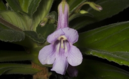 2019 Convention Old World Gesneriads in Flower  Class 24 – Primulina cultivars BEST JOHN BOGGAN HYBRID