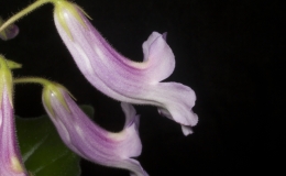 2019 Convention Old World Gesneriads in Flower  Class 24 – Primulina cultivars BEST JOHN BOGGAN HYBRID