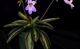 2019 Convention Old World Gesneriads in Flower  Class 24 – Primulina cultivars