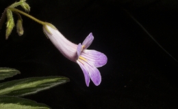 2019 Convention Old World Gesneriads in Flower  Class 24 – Primulina cultivars