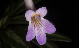 2019 Convention Old World Gesneriads in Flower  Class 24 – Primulina cultivars