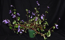 2019 Convention Old World Gesneriads in Flower  Class 25 – Streptocarpus, subgenus Streptocarpella