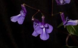 2019 Convention Old World Gesneriads in Flower  Class 25 – Streptocarpus, subgenus Streptocarpella
