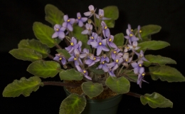 2019 Convention Old World Gesneriads in Flower Class 26 – Subg. Streptocarpella, sect. Saintpaulia species JUDGES AWARD OF MERIT 2019 Convention Old World Gesneriads in Flower Class 26 – Subg. Streptocarpella, sect. Saintpaulia species JUDGES AWARD OF MERIT