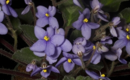 2019 Convention Old World Gesneriads in Flower Class 26 – Subg. Streptocarpella, sect. Saintpaulia species JUDGES AWARD OF MERIT 2019 Convention Old World Gesneriads in Flower Class 26 – Subg. Streptocarpella, sect. Saintpaulia species JUDGES AWARD OF MERIT