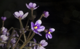 2019 Convention Old World Gesneriads in Flower Class 26 – Subg. Streptocarpella, sect. Saintpaulia species BEST SAINTPAULIA SPECIES 2019 Convention Old World Gesneriads in Flower Class 26 – Subg. Streptocarpella, sect. Saintpaulia species BEST SAINTPAULIA SPECIES
