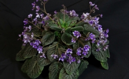 2019 Convention Old World Gesneriads in Flower Class 26 – Subg. Streptocarpella, sect. Saintpaulia species BEST SAINTPAULIA SPECIES 2019 Convention Old World Gesneriads in Flower Class 26 – Subg. Streptocarpella, sect. Saintpaulia species BEST SAINTPAULIA SPECIES