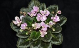 2019 Convention Old World Gesneriads in Flower Class 27A – Sect. Saintpaulia mini cultivars w/ leaf span max. 6” diameter (pink) 2019 Convention Old World Gesneriads in Flower Class 27A – Sect. Saintpaulia mini cultivars w/ leaf span max. 6” diameter (pink)
