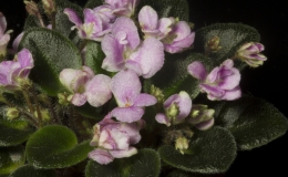 2019 Convention Old World Gesneriads in Flower Class 27A – Sect. Saintpaulia mini cultivars w/ leaf span max. 6” diameter (pink) 2019 Convention Old World Gesneriads in Flower Class 27A – Sect. Saintpaulia mini cultivars w/ leaf span max. 6” diameter (pink)