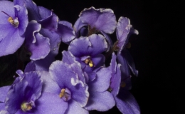 2019 Convention Old World Gesneriads in Flower Class 27B – Sect. Saintpaulia mini cultivars w/ leaf span max. 6” diam. (purple/white) 2019 Convention Old World Gesneriads in Flower Class 27B – Sect. Saintpaulia mini cultivars w/ leaf span max. 6” diam. (purple/white)