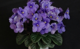 2019 Convention Old World Gesneriads in Flower Class 27B – Sect. Saintpaulia mini cultivars w/ leaf span max. 6” diam. (purple/white) 2019 Convention Old World Gesneriads in Flower Class 27B – Sect. Saintpaulia mini cultivars w/ leaf span max. 6” diam. (purple/white)
