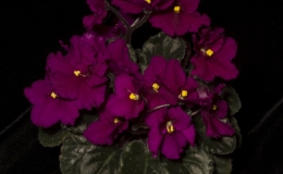 2019 Convention Old World Gesneriads in Flower Class 28 – Sect. Saintpaulia semi-miniature cultivars 2019 Convention Old World Gesneriads in Flower Class 28 – Sect. Saintpaulia semi-miniature cultivars