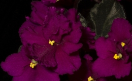 2019 Convention Old World Gesneriads in Flower Class 28 – Sect. Saintpaulia semi-miniature cultivars 2019 Convention Old World Gesneriads in Flower Class 28 – Sect. Saintpaulia semi-miniature cultivars