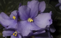 2019 Convention Old World Gesneriads in Flower Class 29A – Sect. Saintpaulia standard cultivars (green foliage) 2019 Convention Old World Gesneriads in Flower Class 29A – Sect. Saintpaulia standard cultivars (green foliage)