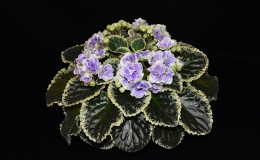 2019 Convention Old World Gesneriads in Flower Class 29B – Sect. Saintpaulia standard cultivars variegated foliage (lavender flowers) BEST SAINTPAULIA HYBRID 2019 Convention Old World Gesneriads in Flower Class 29B – Sect. Saintpaulia standard cultivars variegated foliage (lavender flowers) BEST SAINTPAULIA HYBRID