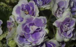 2019 Convention Old World Gesneriads in Flower Class 29B – Sect. Saintpaulia standard cultivars variegated foliage (lavender flowers) BEST SAINTPAULIA HYBRID 2019 Convention Old World Gesneriads in Flower Class 29B – Sect. Saintpaulia standard cultivars variegated foliage (lavender flowers) BEST SAINTPAULIA HYBRID