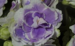 2019 Convention Old World Gesneriads in Flower Class 29B – Sect. Saintpaulia standard cultivars variegated foliage (lavender flowers) BEST SAINTPAULIA HYBRID 2019 Convention Old World Gesneriads in Flower Class 29B – Sect. Saintpaulia standard cultivars variegated foliage (lavender flowers) BEST SAINTPAULIA HYBRID