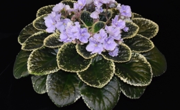 2019 Convention Old World Gesneriads in Flower Class 29B – Sect. Saintpaulia standard cultivars variegated foliage (lavender flowers) BEST PAT HANCOCK HYBRID 2019 Convention Old World Gesneriads in Flower Class 29B – Sect. Saintpaulia standard cultivars variegated foliage (lavender flowers) BEST PAT HANCOCK HYBRID