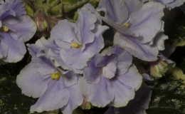 2019 Convention Old World Gesneriads in Flower Class 29B – Sect. Saintpaulia standard cultivars variegated foliage (lavender flowers) BEST PAT HANCOCK HYBRID 2019 Convention Old World Gesneriads in Flower Class 29B – Sect. Saintpaulia standard cultivars variegated foliage (lavender flowers) BEST PAT HANCOCK HYBRID