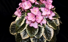 2019 Convention Old World Gesneriads in Flower Class 29C – Sect. Saintpaulia standard cultivars – variegated foliage (other colored flowers) 2019 Convention Old World Gesneriads in Flower Class 29C – Sect. Saintpaulia standard cultivars – variegated foliage (other colored flowers)