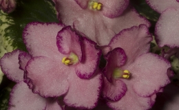 2019 Convention Old World Gesneriads in Flower Class 29C – Sect. Saintpaulia standard cultivars – variegated foliage (other colored flowers) 2019 Convention Old World Gesneriads in Flower Class 29C – Sect. Saintpaulia standard cultivars – variegated foliage (other colored flowers)