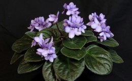 2019 Convention Old World Gesneriads in Flower Class 29A – Sect. Saintpaulia standard cultivars (green foliage) 2019 Convention Old World Gesneriads in Flower Class 29A – Sect. Saintpaulia standard cultivars (green foliage)