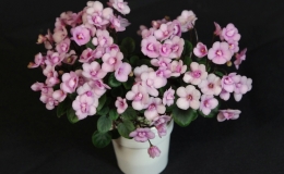 2019 Convention Old World Gesneriads in Flower Class 30 – Sect. Saintpaulia cultivars – trailers 2019 Convention Old World Gesneriads in Flower Class 30 – Sect. Saintpaulia cultivars – trailers