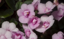 2019 Convention Old World Gesneriads in Flower Class 30 – Sect. Saintpaulia cultivars – trailers 2019 Convention Old World Gesneriads in Flower Class 30 – Sect. Saintpaulia cultivars – trailers