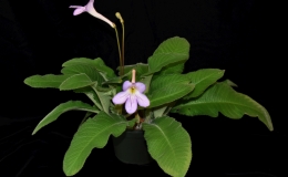2019 Convention Old World Gesneriads in Flower Class 31 – Streptocarpus, subgenus Streptocarpus, species 2019 Convention Old World Gesneriads in Flower Class 31 – Streptocarpus, subgenus Streptocarpus, species