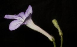 2019 Convention Old World Gesneriads in Flower Class 31 – Streptocarpus, subgenus Streptocarpus, species 2019 Convention Old World Gesneriads in Flower Class 31 – Streptocarpus, subgenus Streptocarpus, species