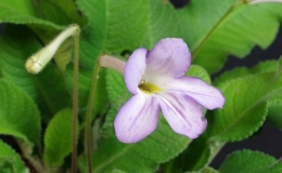 2019 Convention Old World Gesneriads in Flower Class 31 – Streptocarpus, subgenus Streptocarpus, species 2019 Convention Old World Gesneriads in Flower Class 31 – Streptocarpus, subgenus Streptocarpus, species