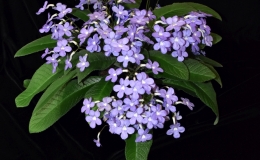 2019 Convention Old World Gesneriads in Flower  Class 32A – Streptocarpus, subgenus Streptocarpus, cultivars (other)