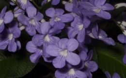 2019 Convention Old World Gesneriads in Flower  Class 32A – Streptocarpus, subgenus Streptocarpus, cultivars (other)