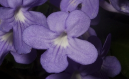 2019 Convention Old World Gesneriads in Flower  Class 32A – Streptocarpus, subgenus Streptocarpus, cultivars (other)