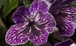 2019 Convention Old World Gesneriads in Flower  Class 32B – Streptocarpus, subgenus Streptocarpus, hybrids (netted) RUNNER-UP TO BEST IN HORTICULTURE BEST STREPTOCARPUS, BEST GESNERIAD GROWN BY A FIRST-TIME CONVENTION EXHIBITOR